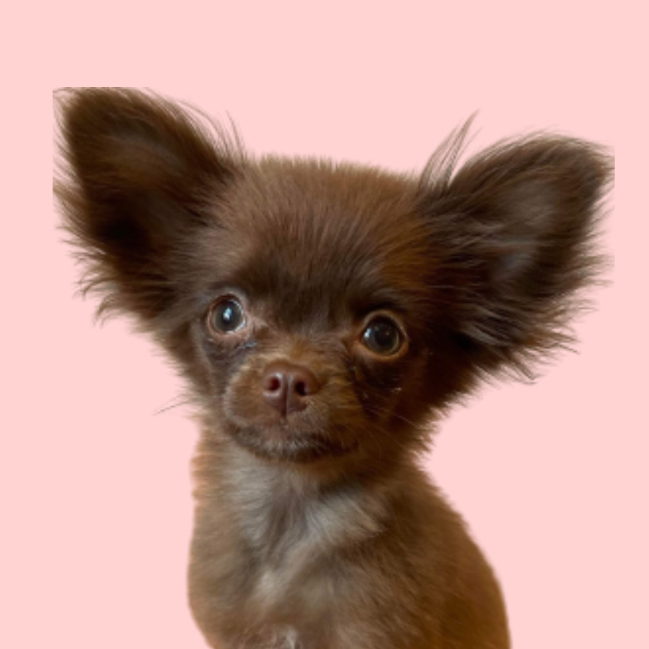 Chocolate long haired sales chihuahua